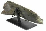 Hadrosaur (Hypacrosaurus) Jaw Section with Stand - Montana #165903-5